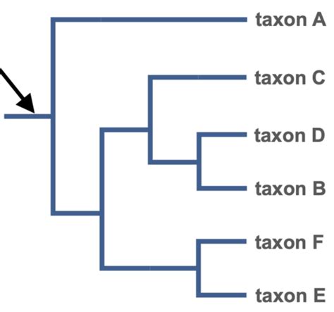 abdominal testes seal lion|Unit 1 Phylogenetic Trees Quiz Flashcards .